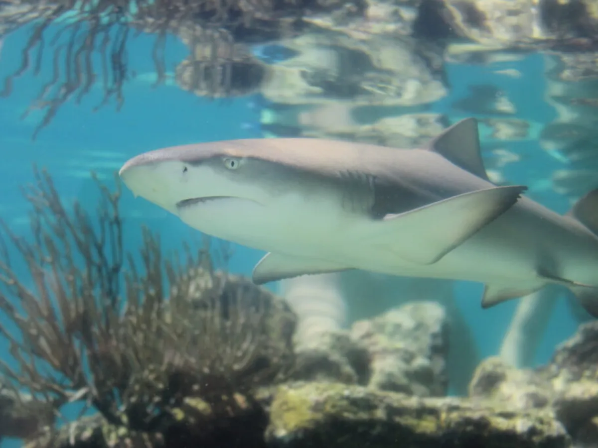a fish swimming under water
