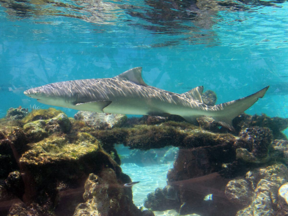 a fish swimming in a pool of water