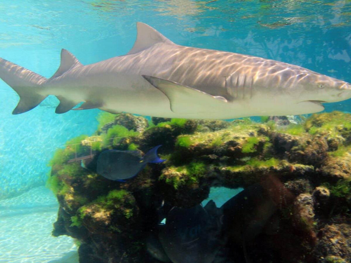 a fish swimming under water