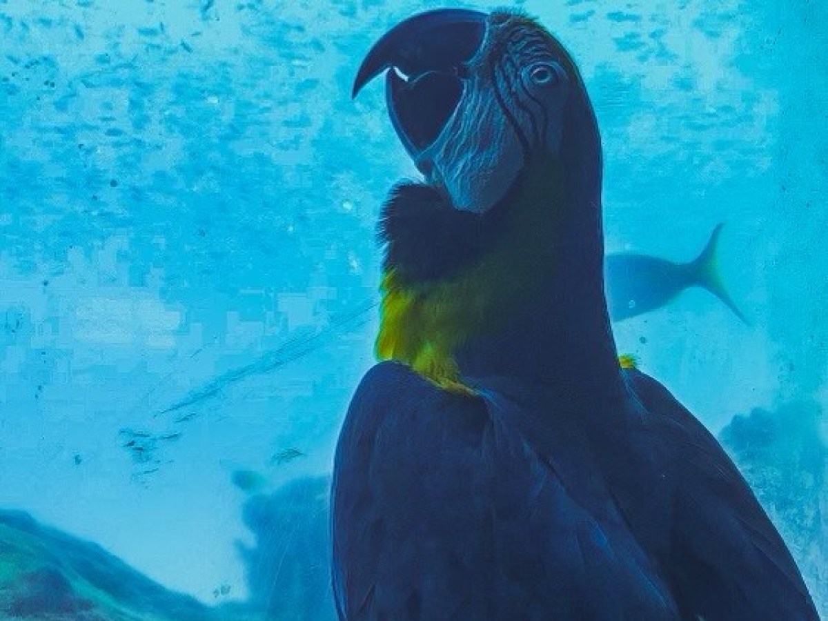 a bird swimming in water