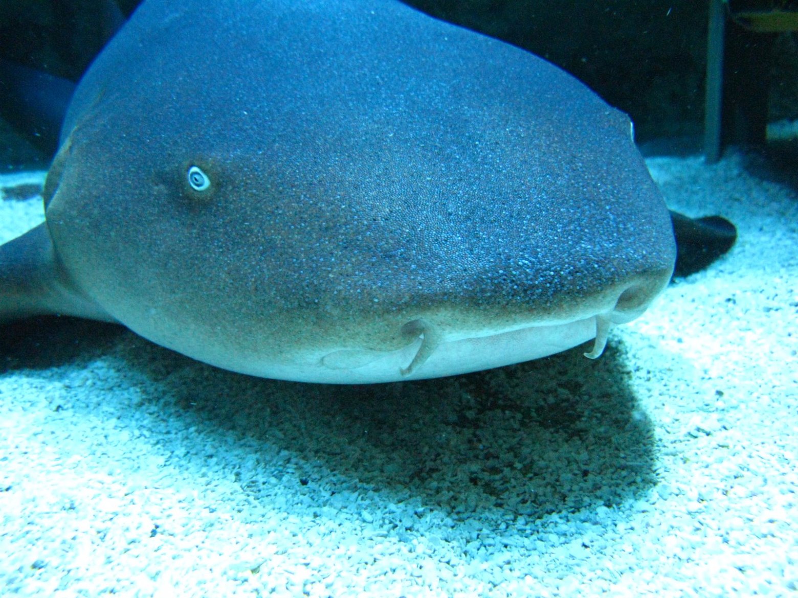 a fish swimming under water