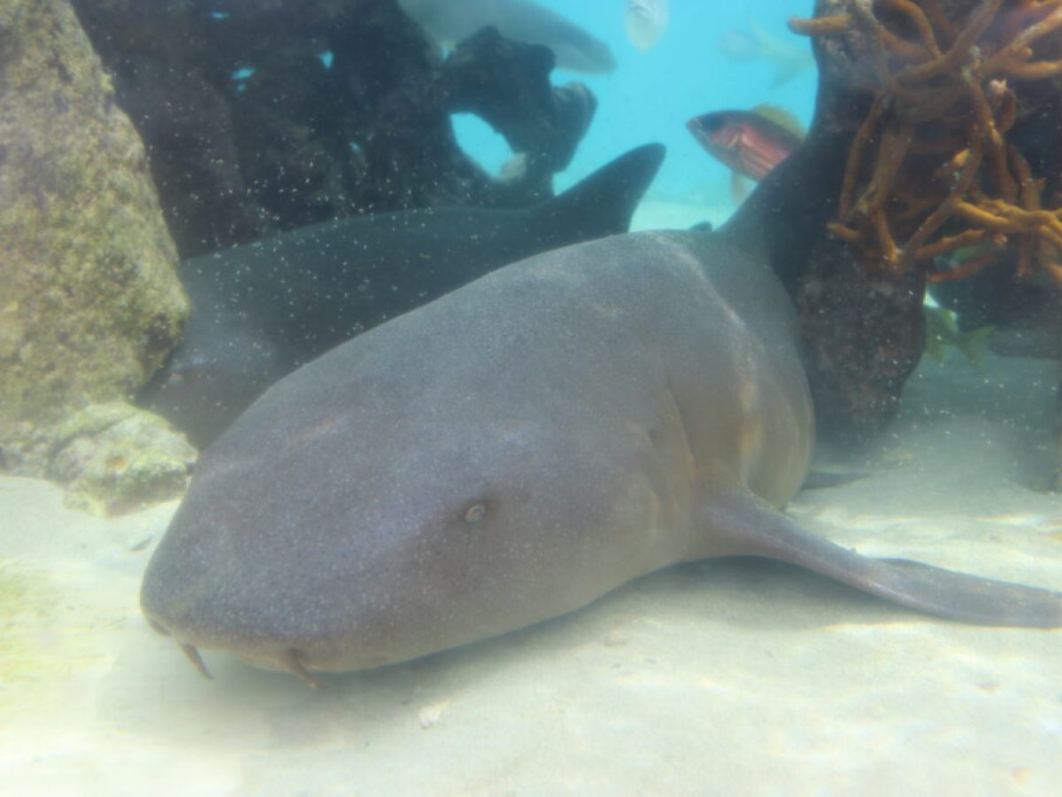 a close up of a fish