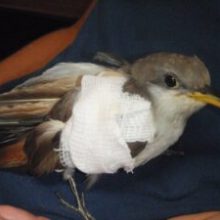 a small bird sitting on top of each other