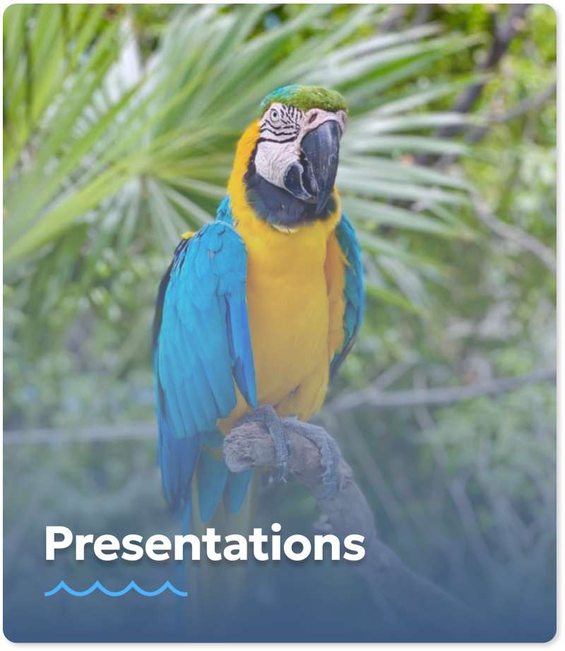 a parrot sitting on top of a blue background