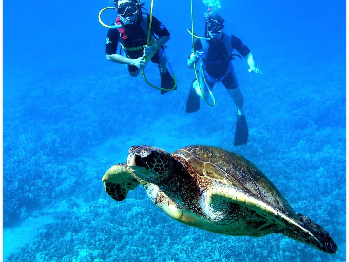 Scuba Turtle About Photo