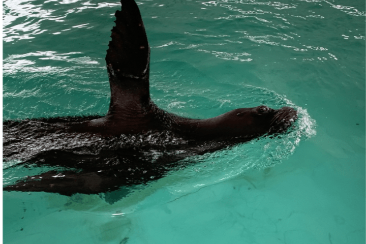 a person swimming in a body of water