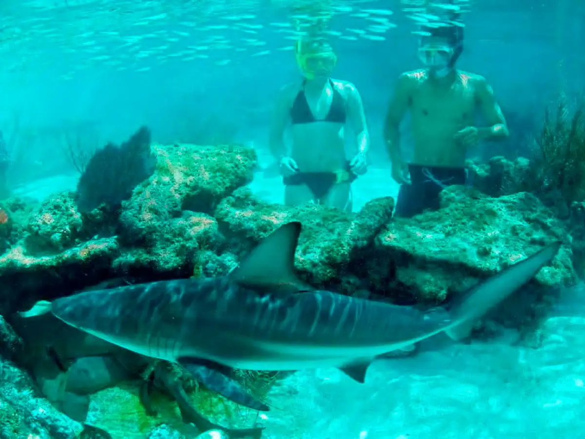 a fish swimming under water