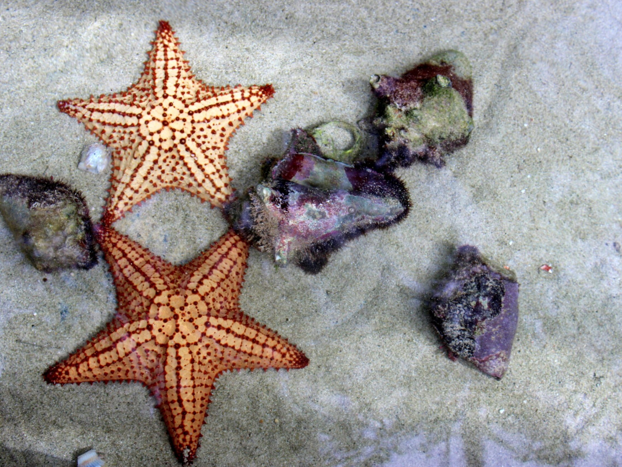 a starfish on a table