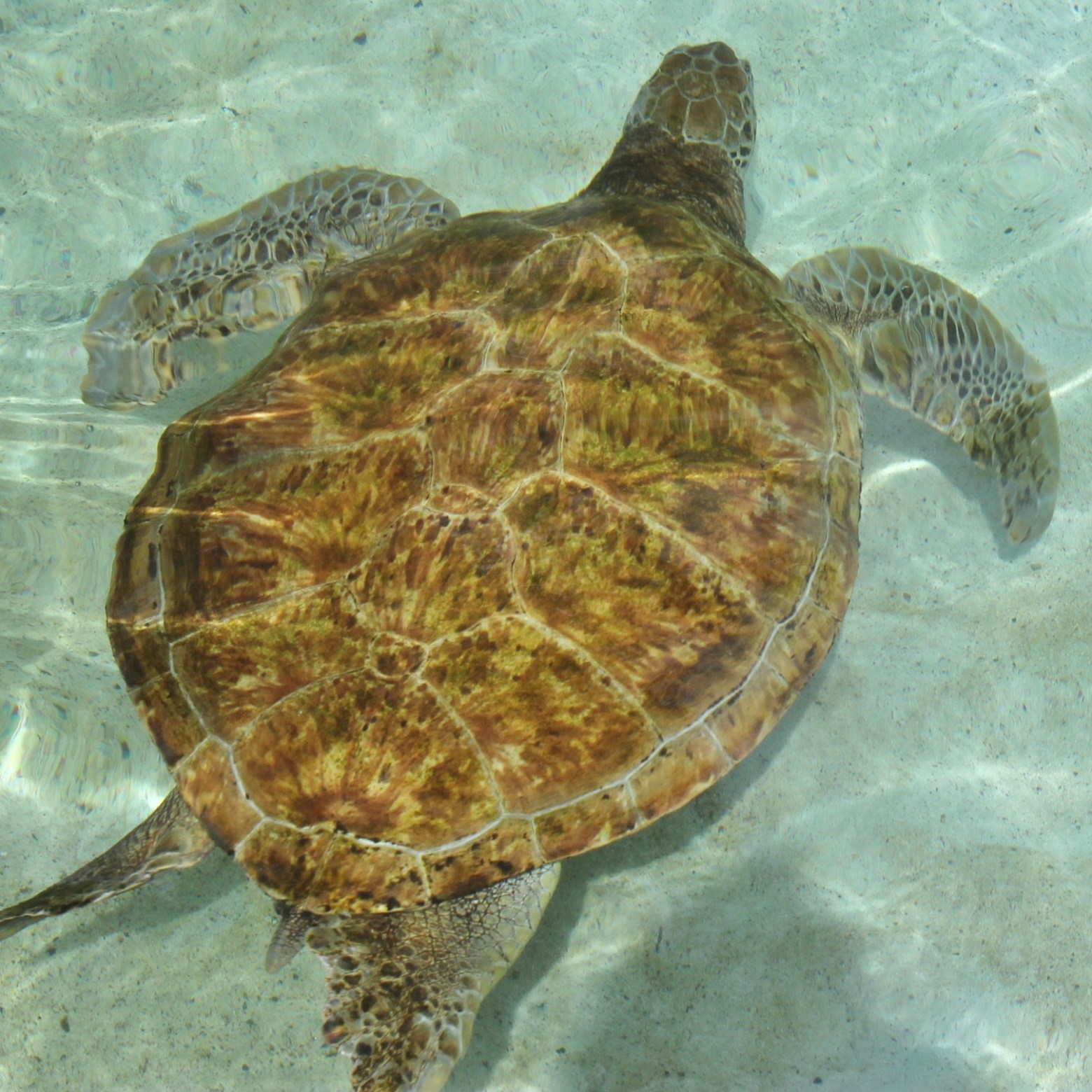 a turtle swimming under water