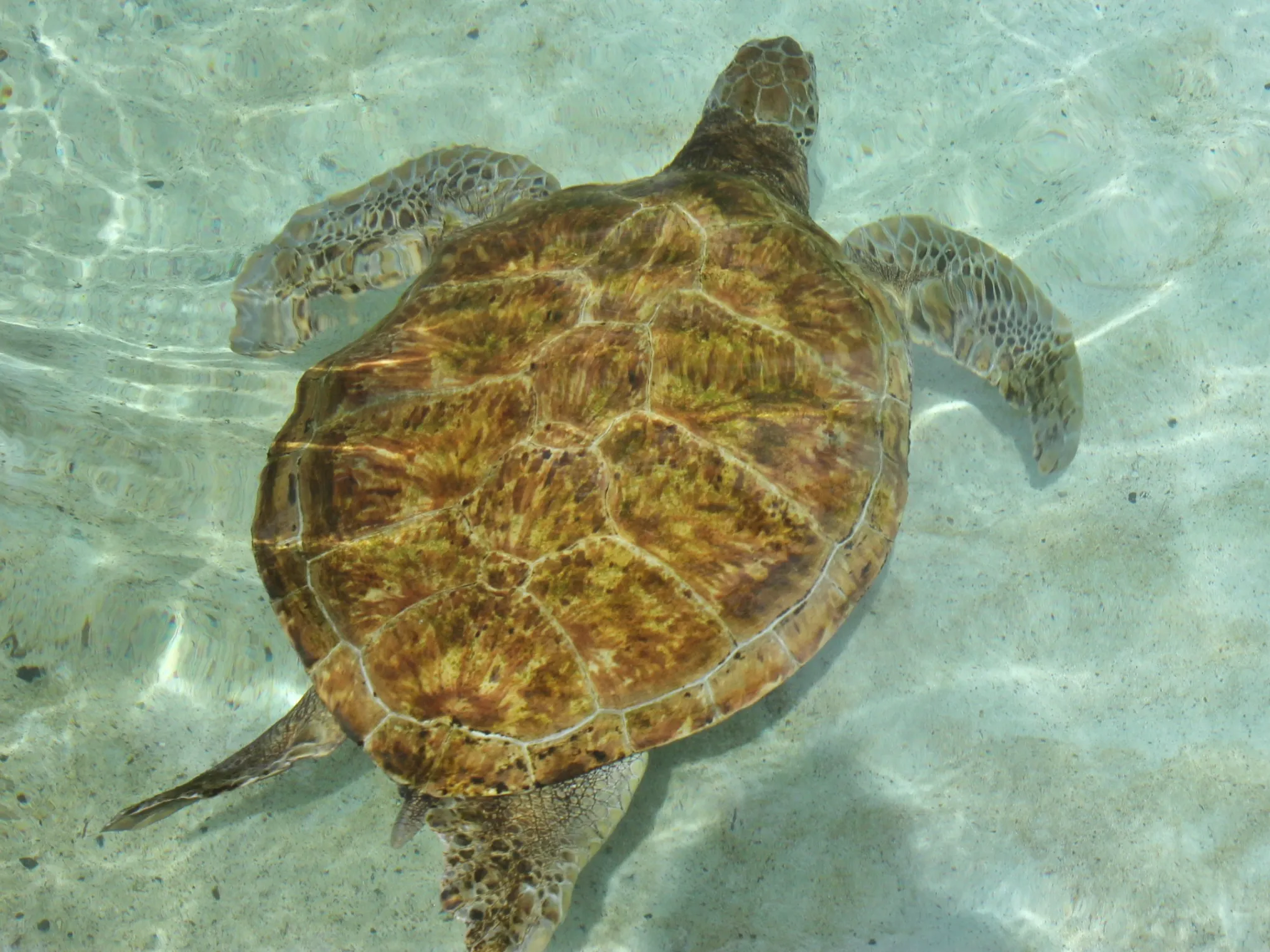 a turtle swimming under water