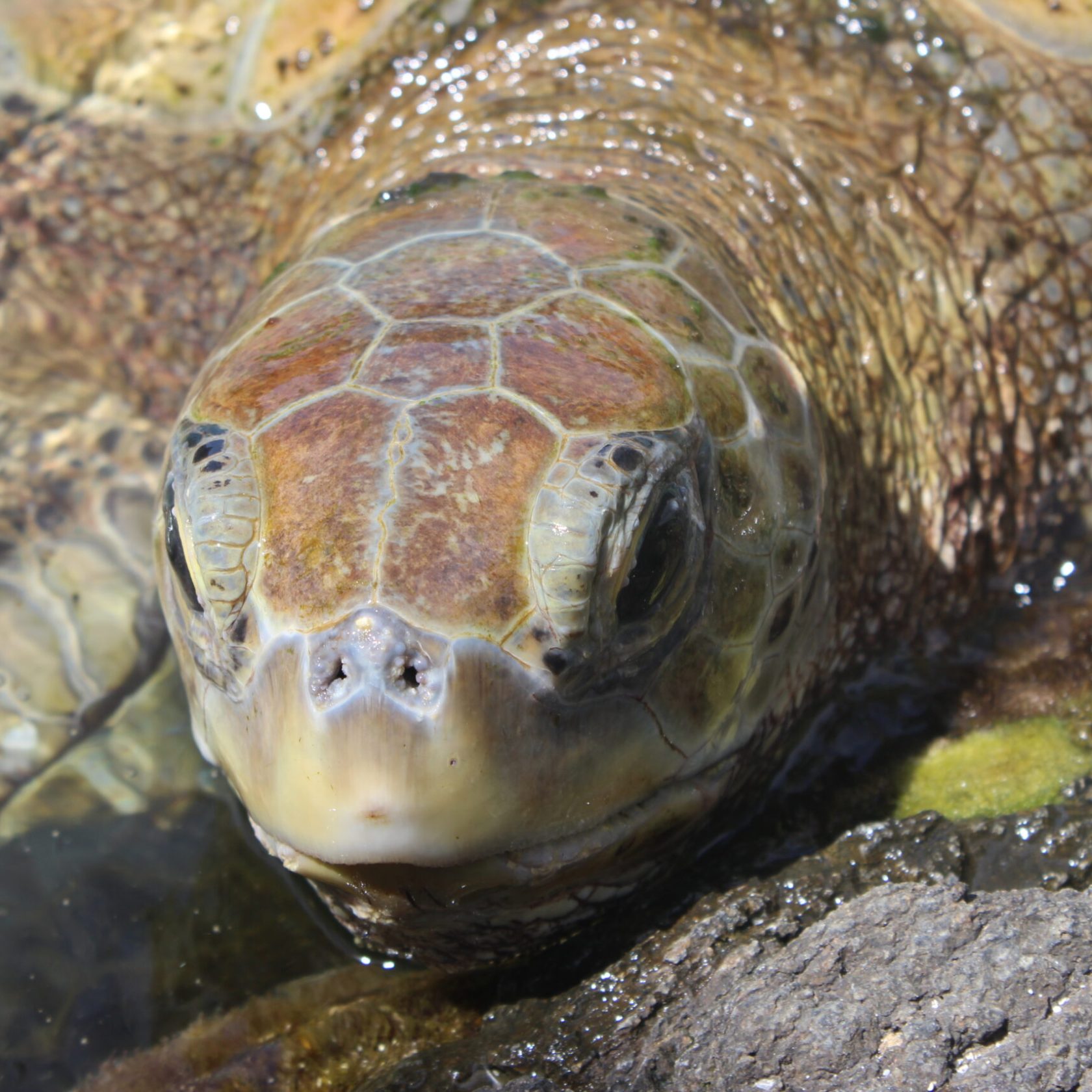 a close up of a turtle