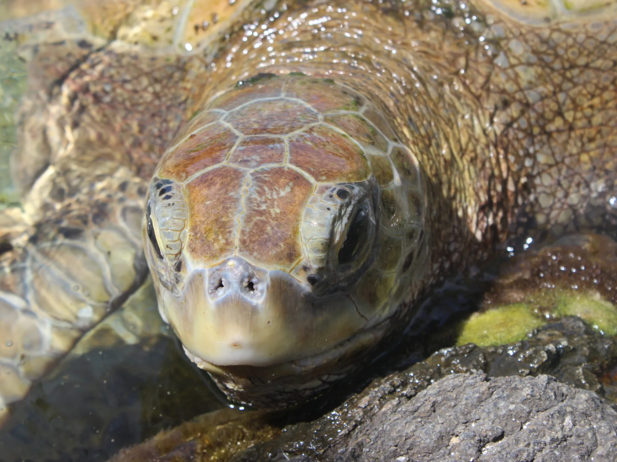 a close up of a turtle