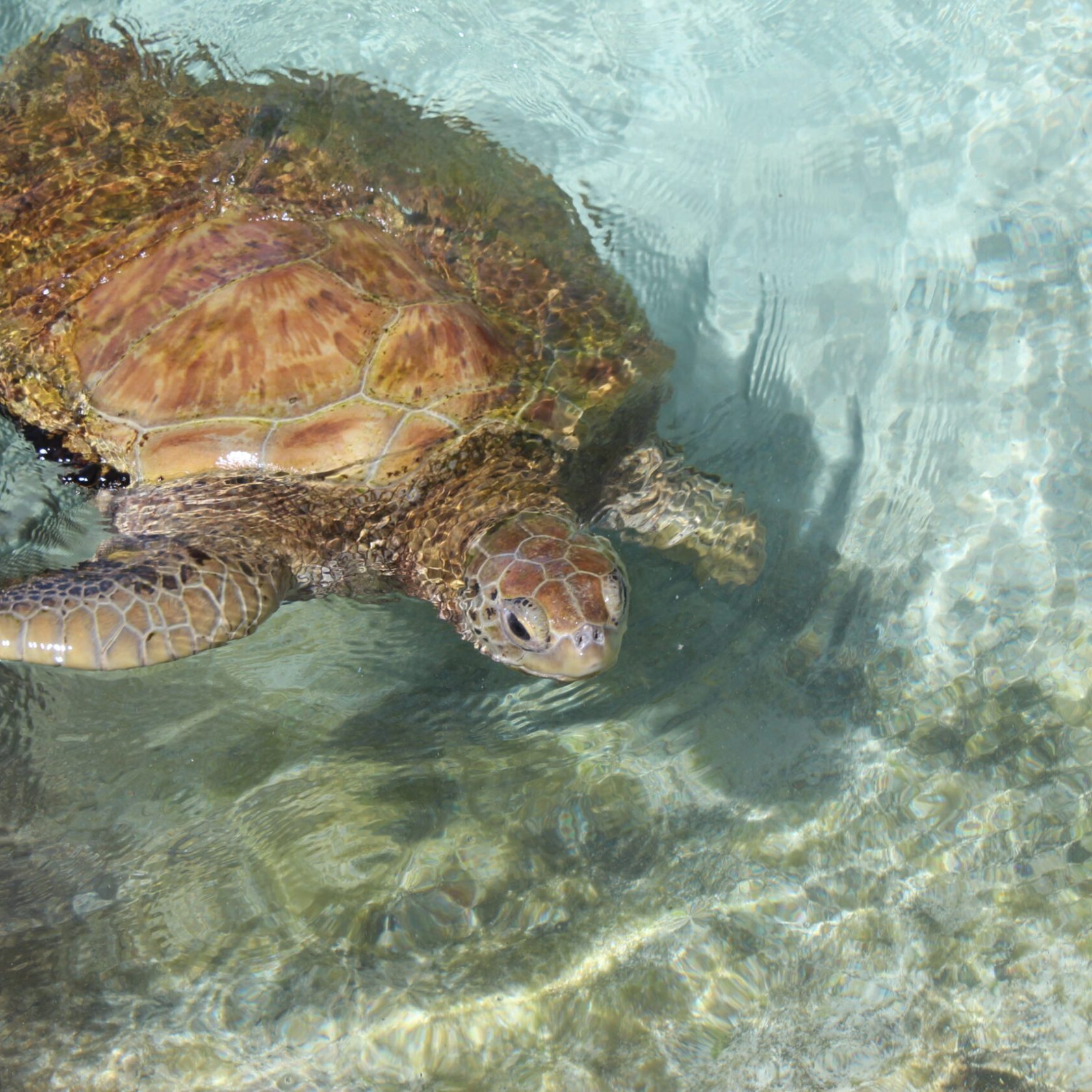 a turtle swimming under water