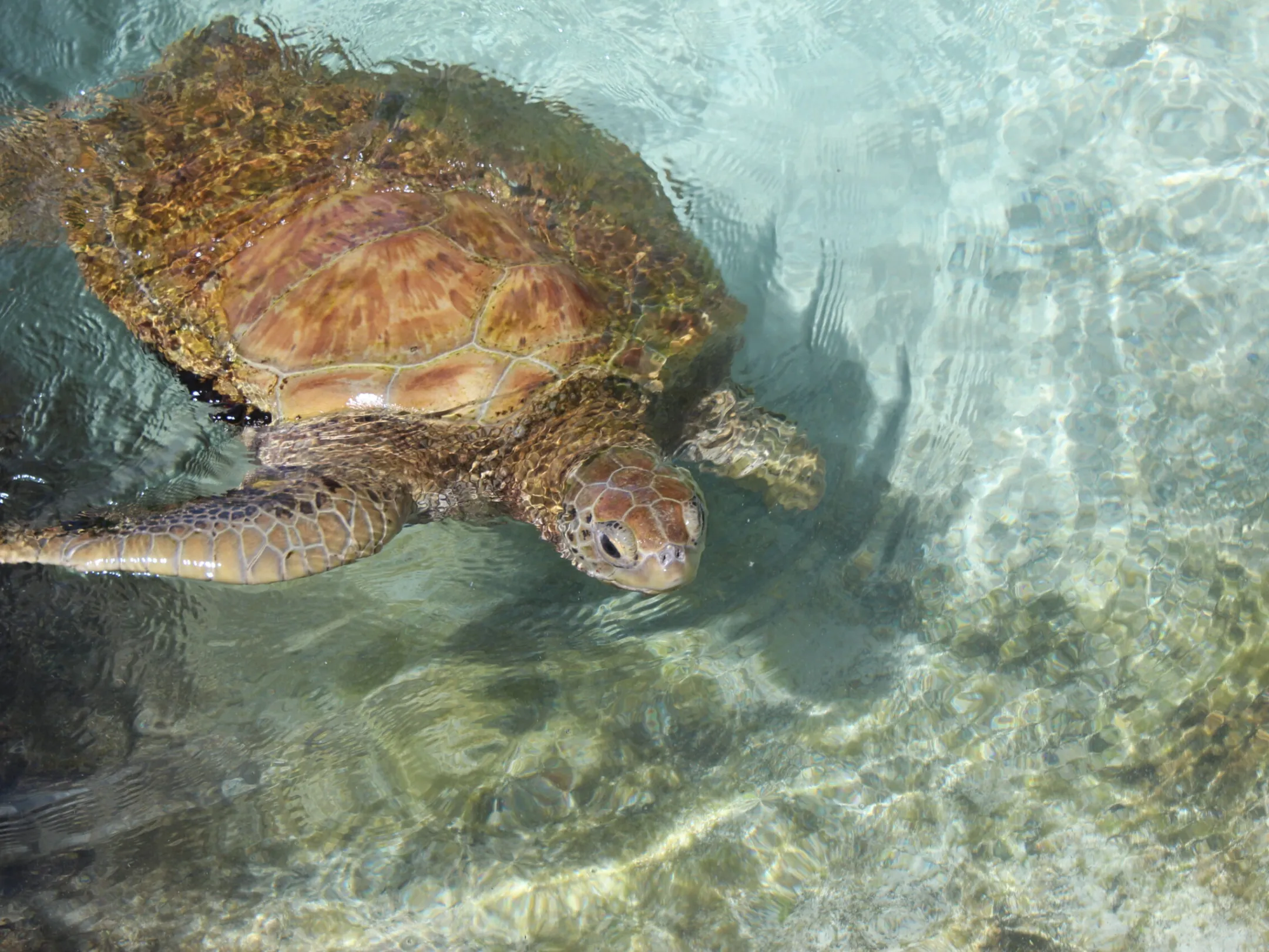 a turtle swimming under water