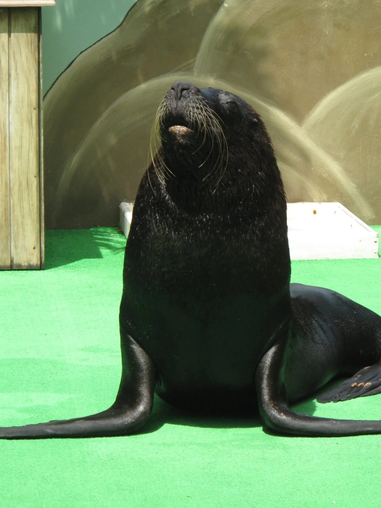 a dog sitting on a table