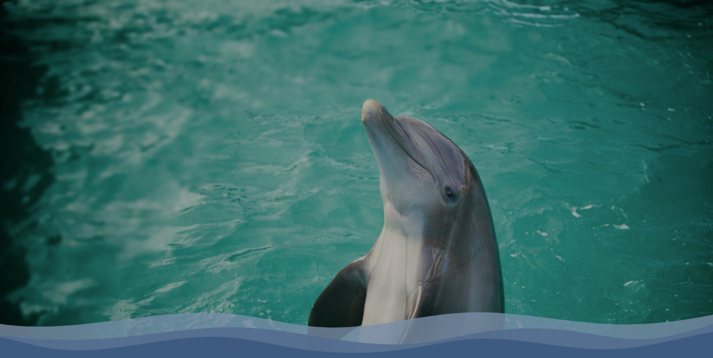 Swim with Dolphins St. Thomas | Coral World Ocean Park