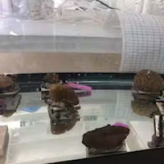 a group of people performing on a counter