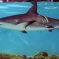 a fish swimming under water