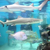 a fish swimming under water