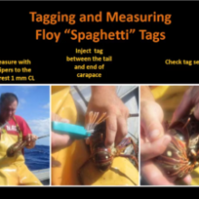 graphical user interface, website