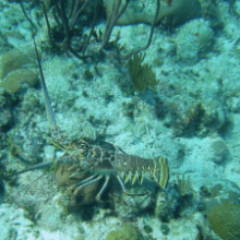 underwater view of a large rock