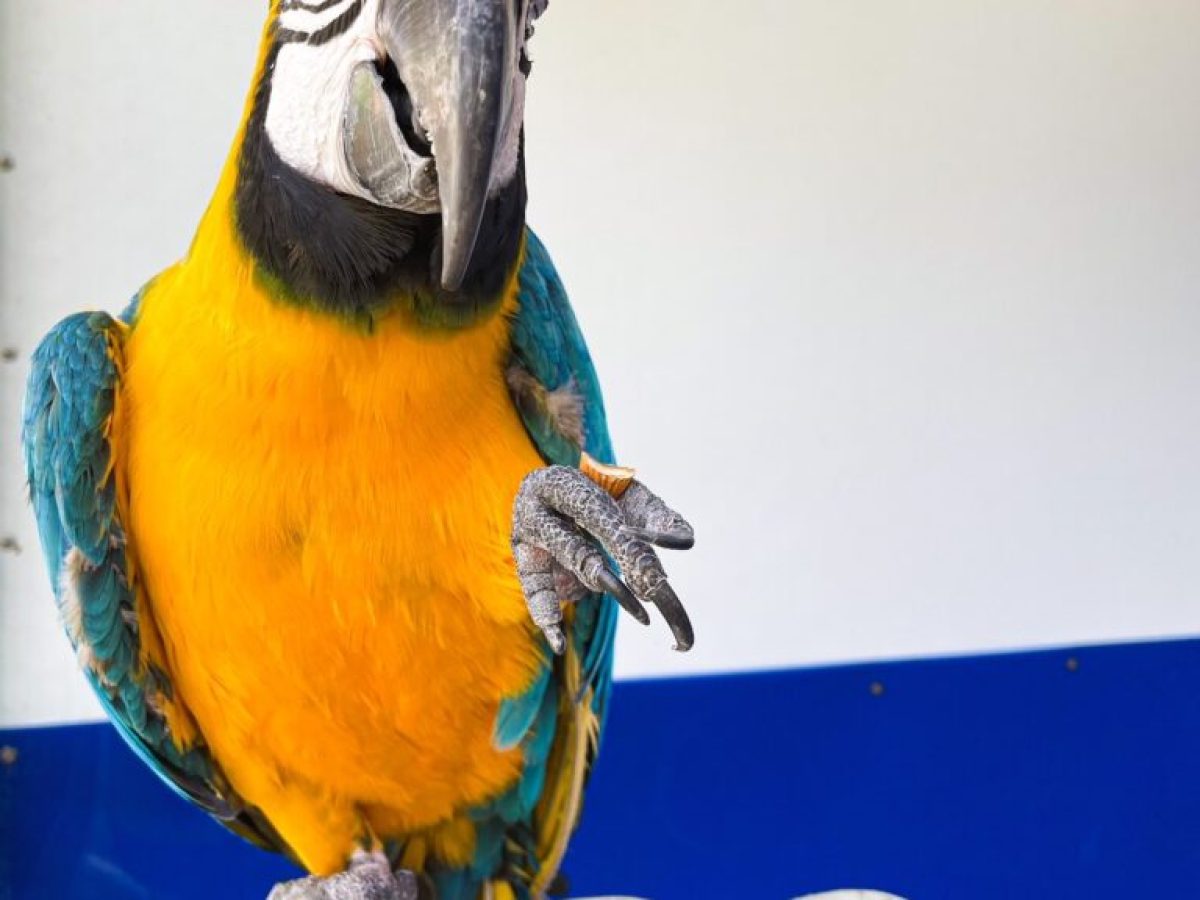 a colorful bird perched on top of a parrot