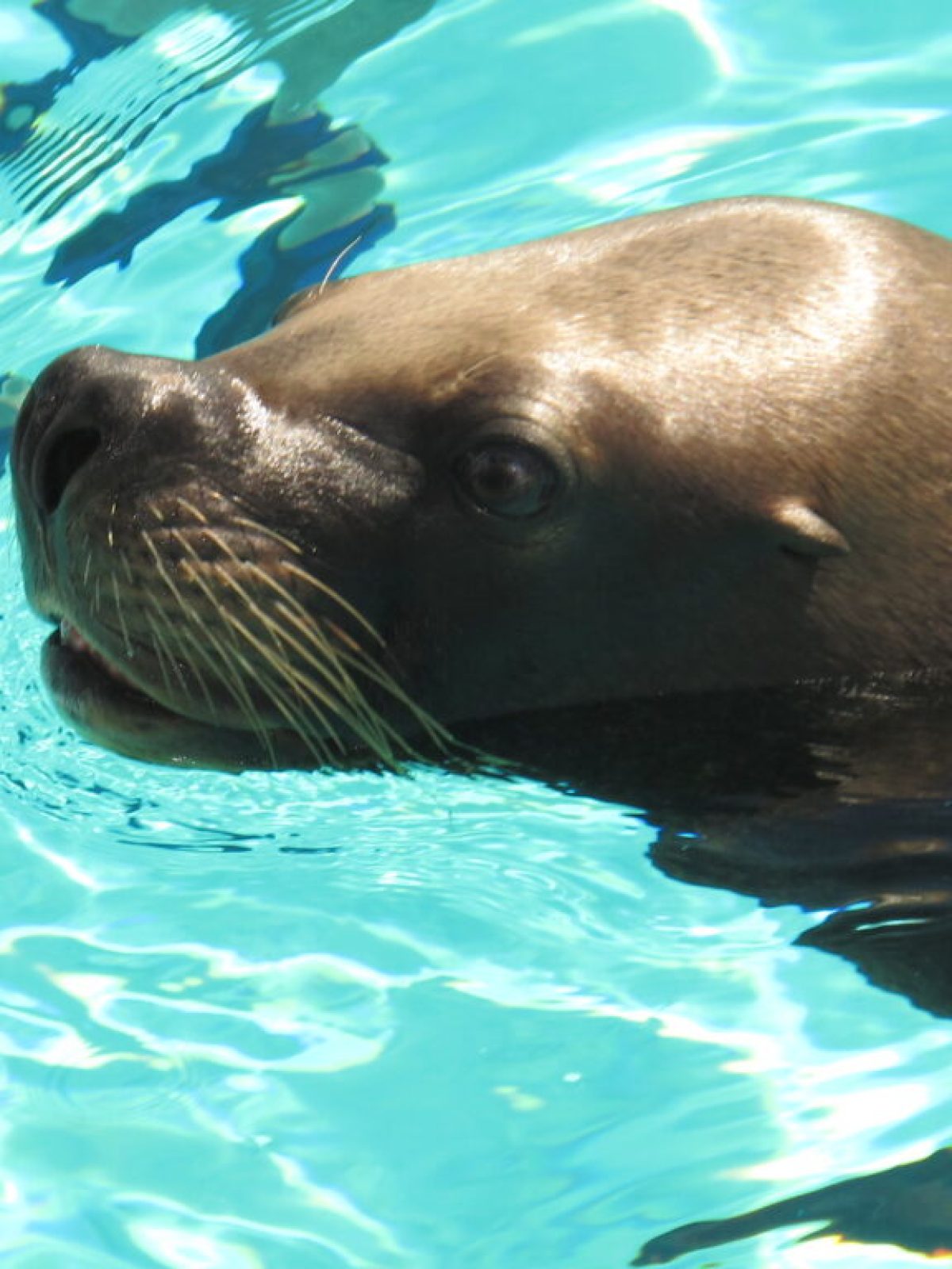a seal swimming in a pool of water
