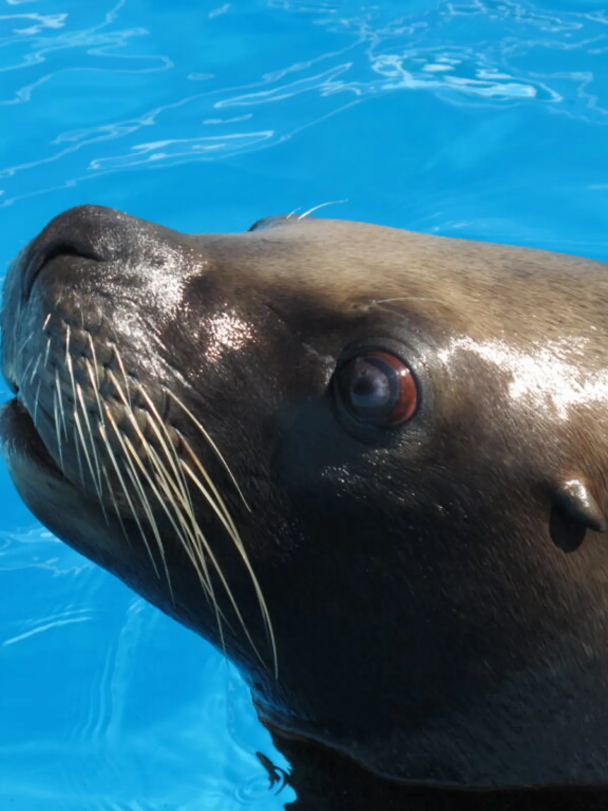 a seal swimming in a body of water