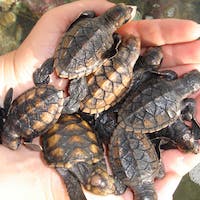 a person holding a turtle