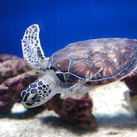 a turtle swimming under water