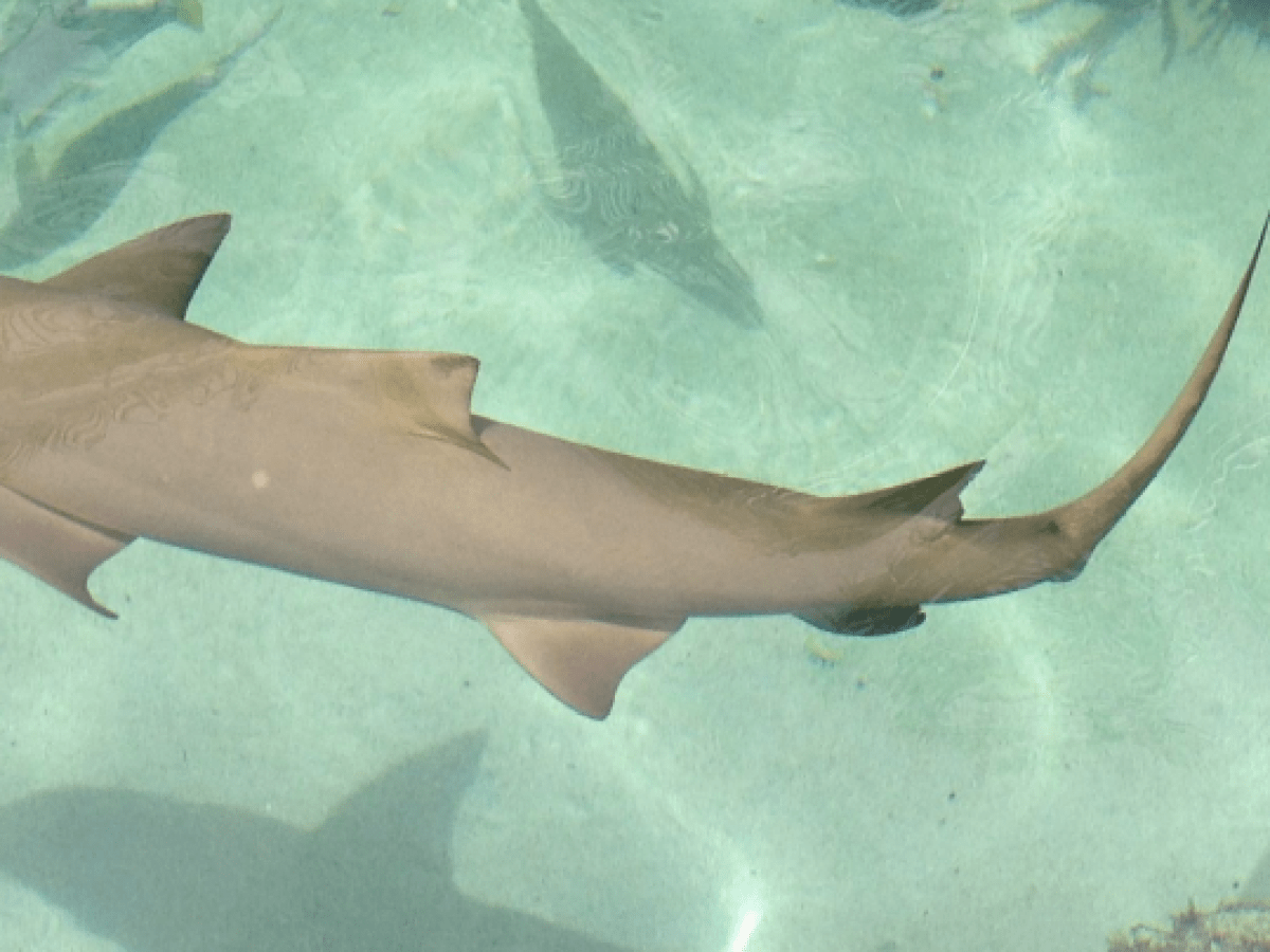 a fish swimming under water